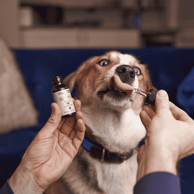 non-cbd pet oil